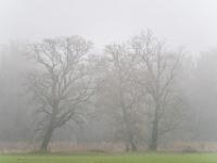 Kahle Bäume im Nebel - Übersee Heinrichswinkel